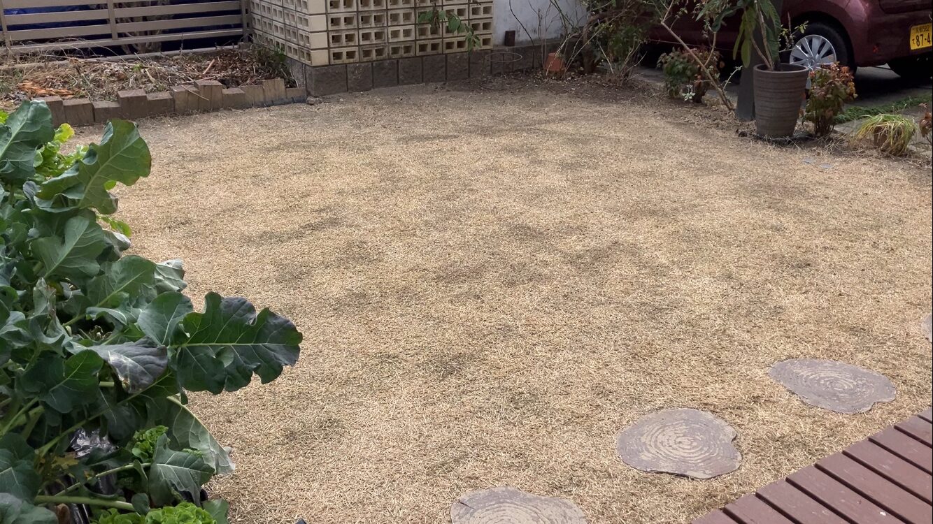 春前に低刈りしたHIROCHAN庭の芝生全体の様子（ノシバ・ひめの・約15㎡）