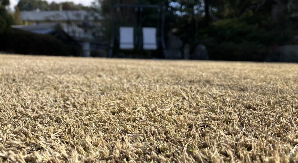 低刈り後の芝生アップ写真（YASUYO庭）