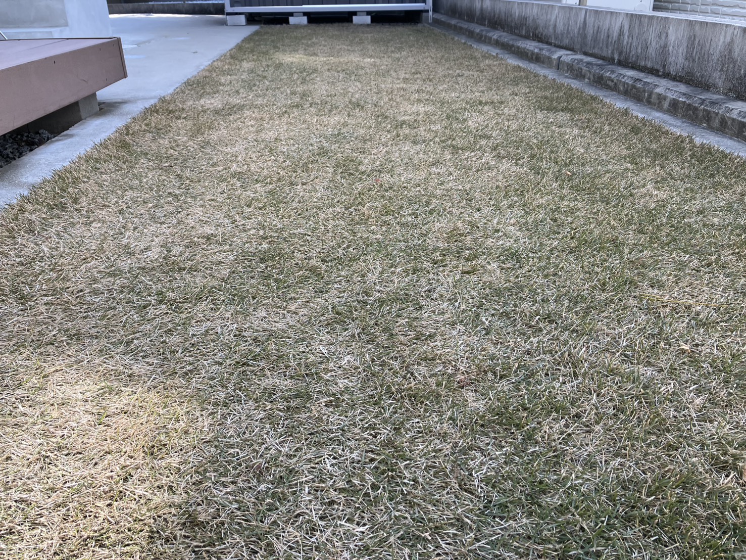冬の休眠期に入ったYUKI庭の姫高麗芝の状態