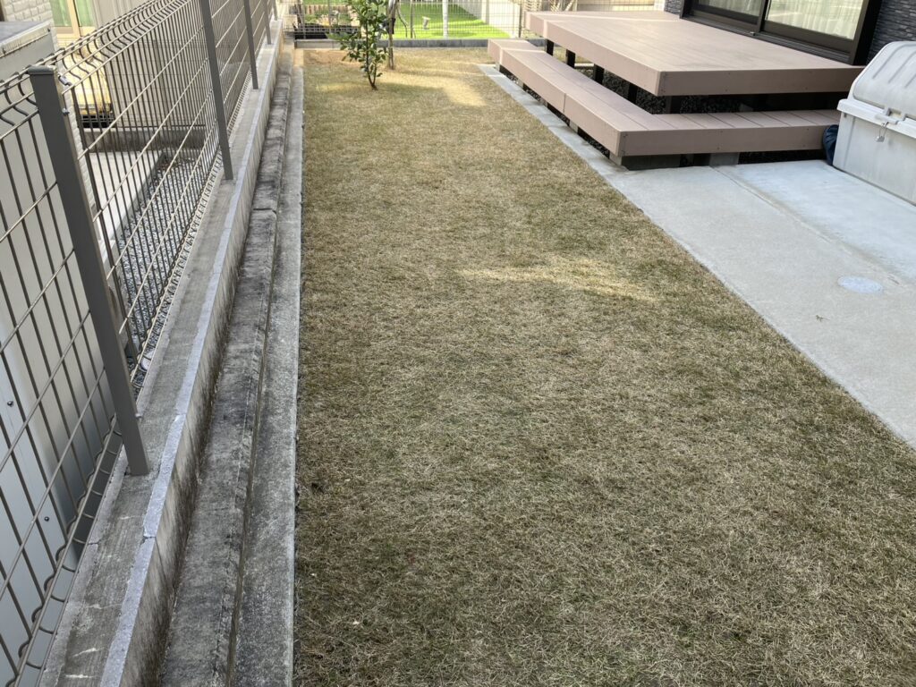 別角度から見たYUKI庭の姫高麗芝の状態