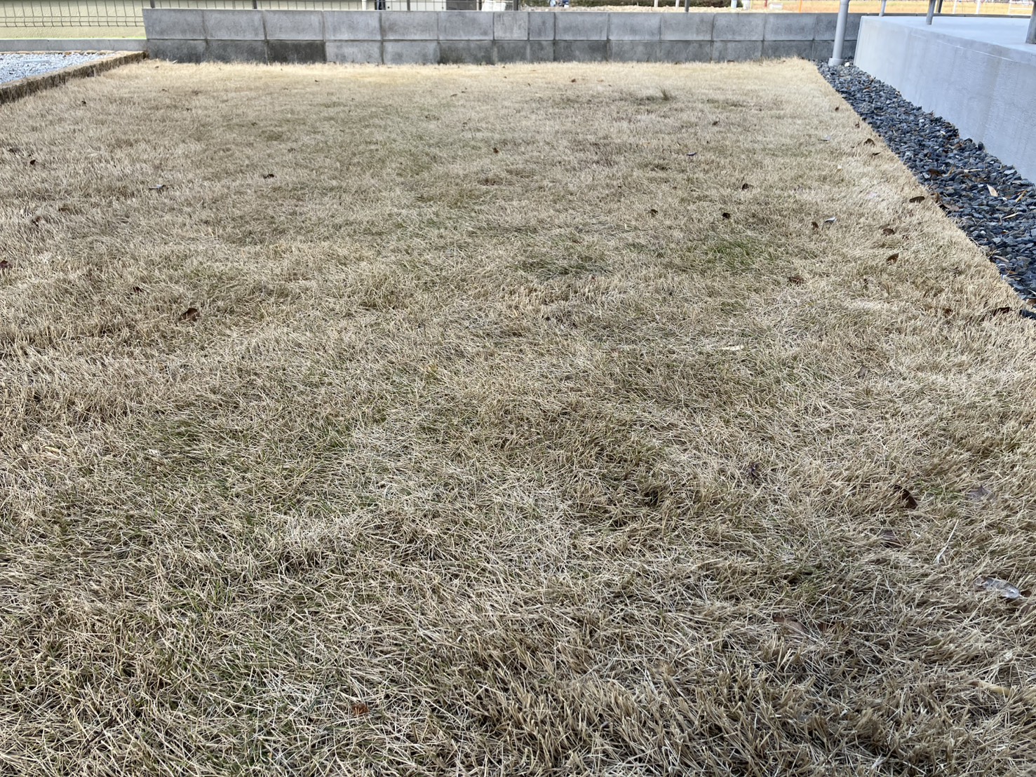 冬の休眠期に撮影したHASHIRI庭の芝生の状態