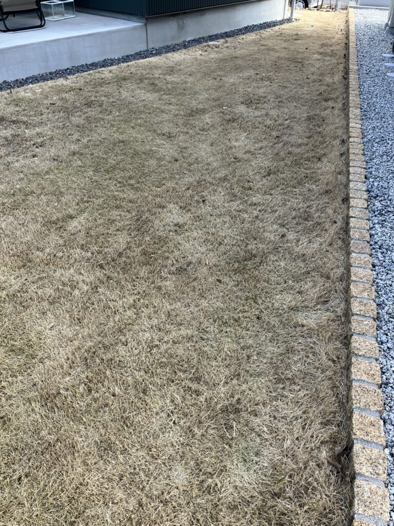 HASHIRI庭の芝生の様子(別角度・冬)