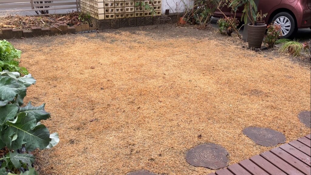 冬の休眠期に入ったHIROCHAN庭の芝生全体の様子