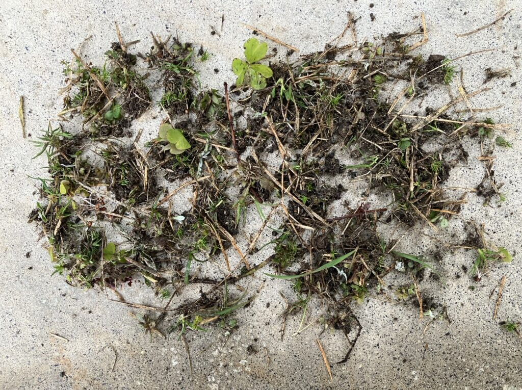 今回HIROCHAN庭で抜いた雑草