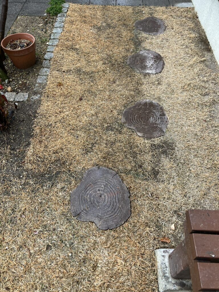 秋に張り替えたHIROCHAN庭の芝生部分の現在の状態