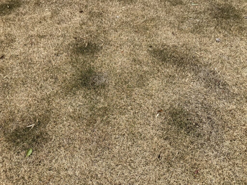 YASUYO庭の芝生の色ムラ部分を寄って撮影した写真