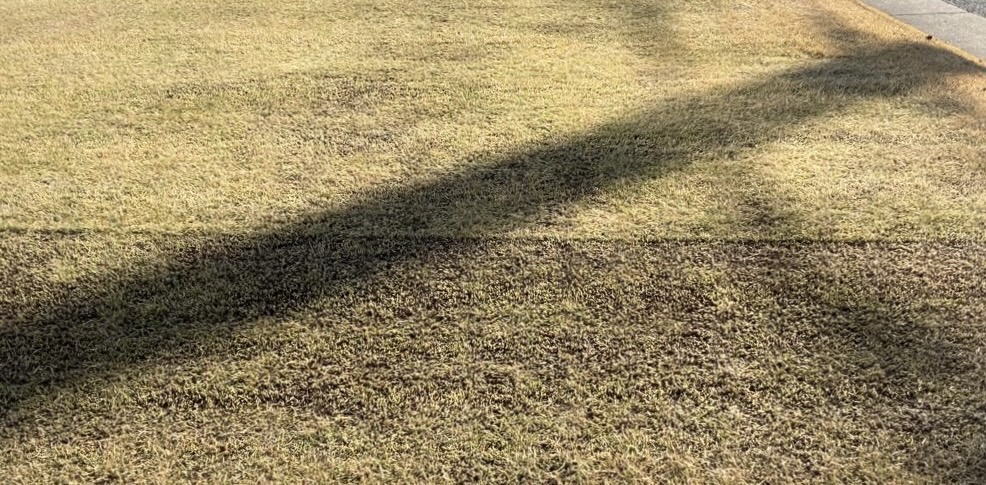 低刈りを段階的に行った様子 低刈りを段階的に行った様子