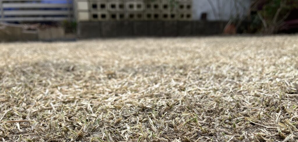 低刈り後の芝生のアップ写真(ノシバ・ひめの)