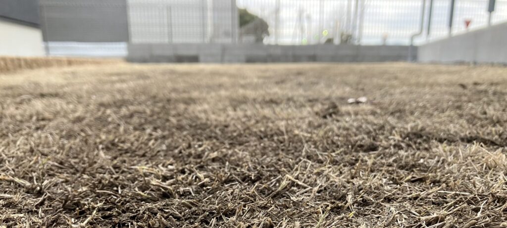 低刈り後の高麗芝の様子（HASHIRI庭）