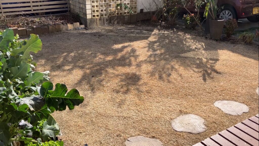 低刈り前のHIROCHAN庭の芝生全体の様子(ノシバ・ひめの・約15㎡)