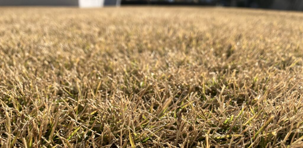 低刈り前の芝生アップ 低刈り前の芝生アップ