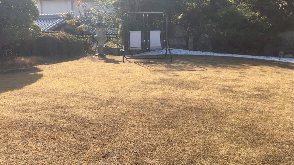 YASUYO庭でブレンドカルスを散布した後の芝生の様子