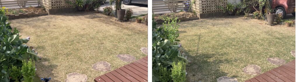HIROCHAN庭 芝生の状態比較(3/22 → 3/29)