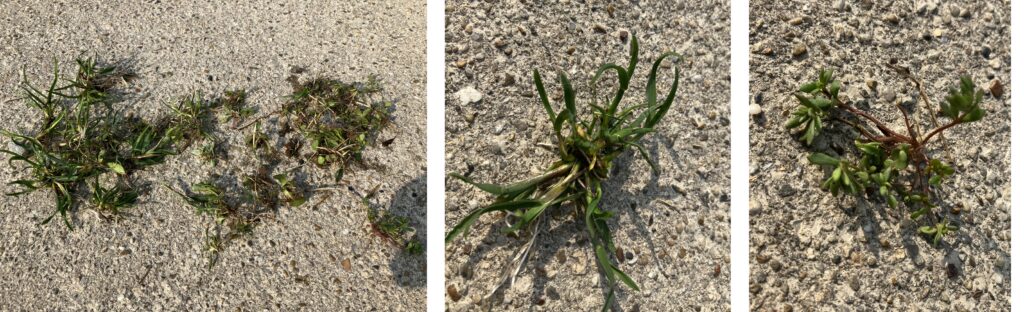 芝生から除去した雑草（スズメノカタビラとスベリヒユ）