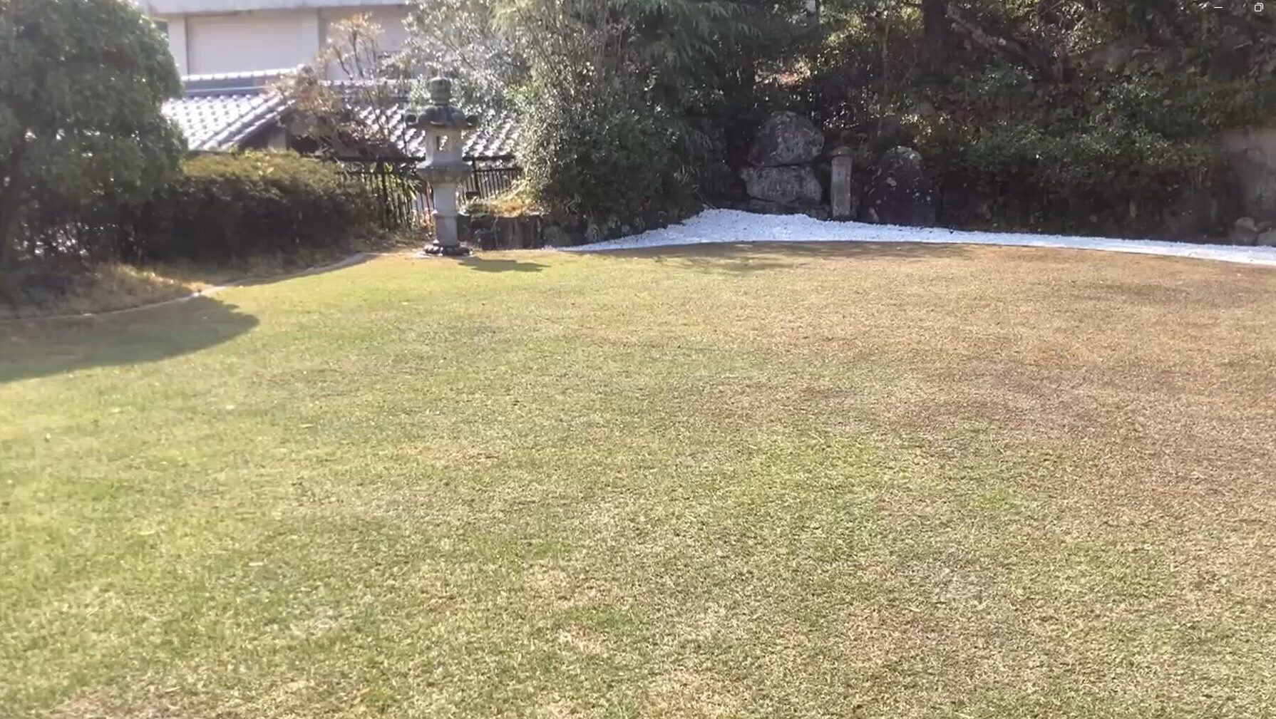 春の萌芽が進んだ芝生。萌芽を確認してから施肥を開始するタイミング。