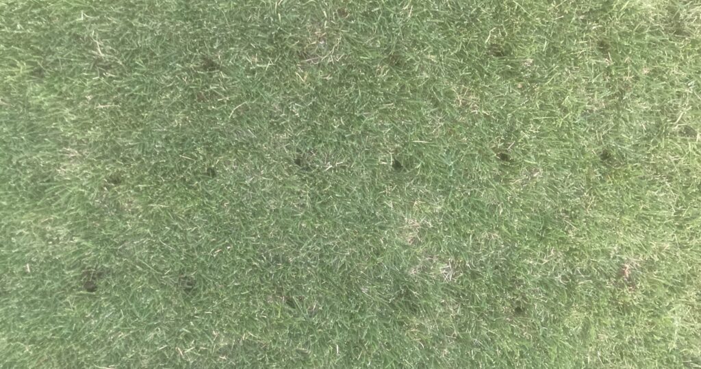 芝生のコアリング作業 芝生に穴をあけて通気性を改善する更新作業