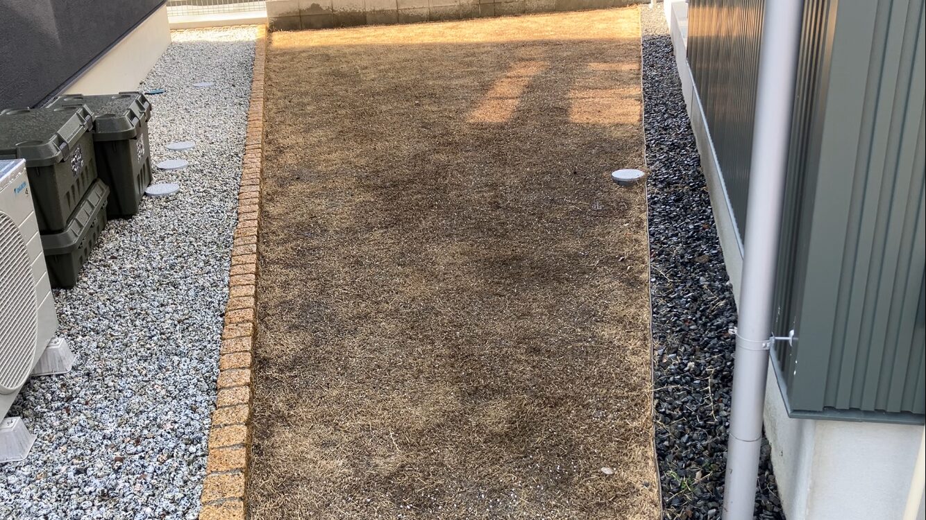 HASHIRI庭のブレンドカルス散布後の芝生全体の様子（2026年3月1日）