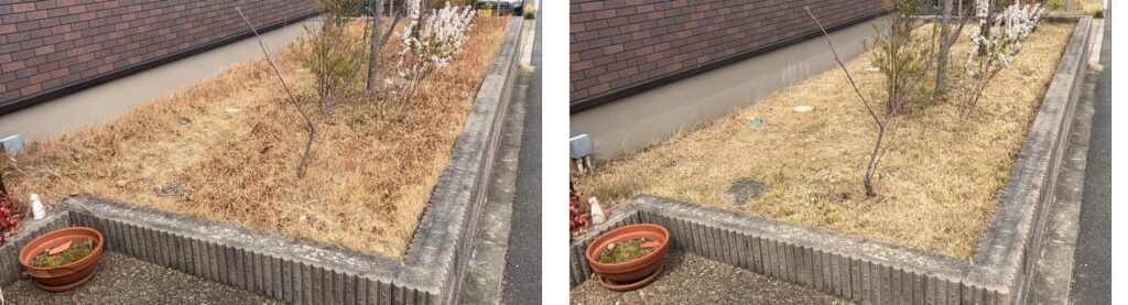 芝刈り前後の全体比較（左：作業前・右：作業後・MIWAKO庭）