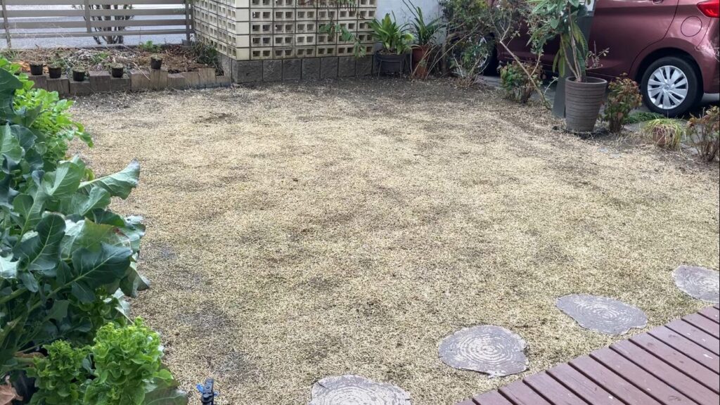 HIROCHAN庭の芝生全体写真 雑草が多い状態