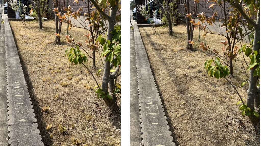 MIWAKO庭の芝生作業前後比較、株元除去と低刈り後の状態