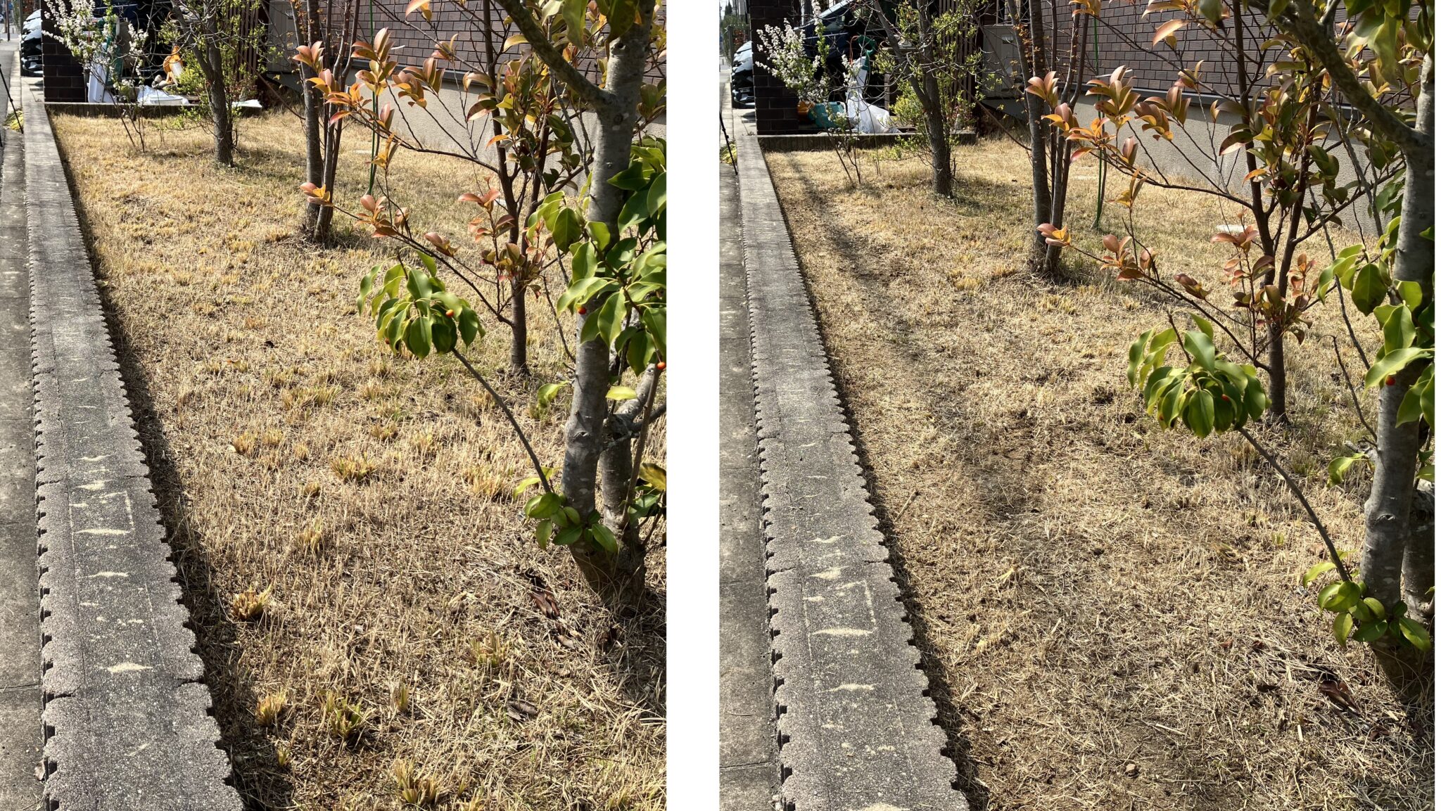 MIWAKO庭の芝生作業前後比較、株元除去と低刈り後の状態