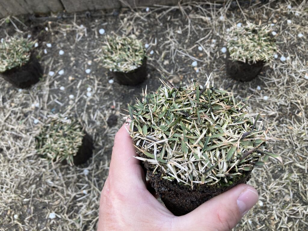 ポットで育てたノシバを芝生に移植