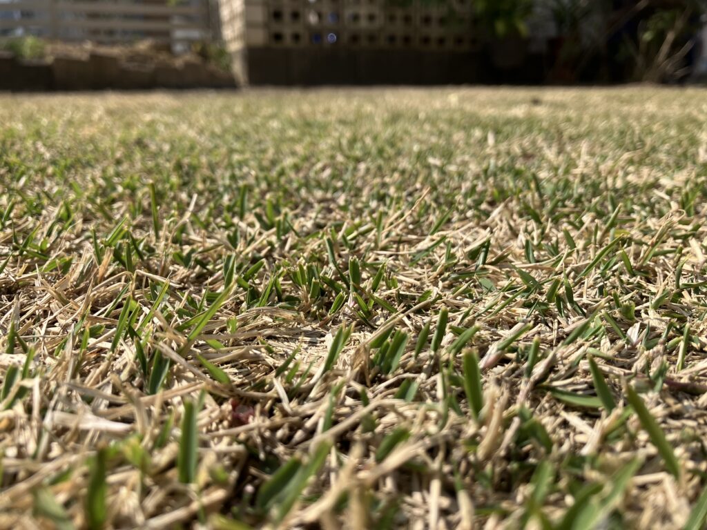 ノシバの萌芽の様子（2026年3月）新芽が出始めた芝生の拡大画像