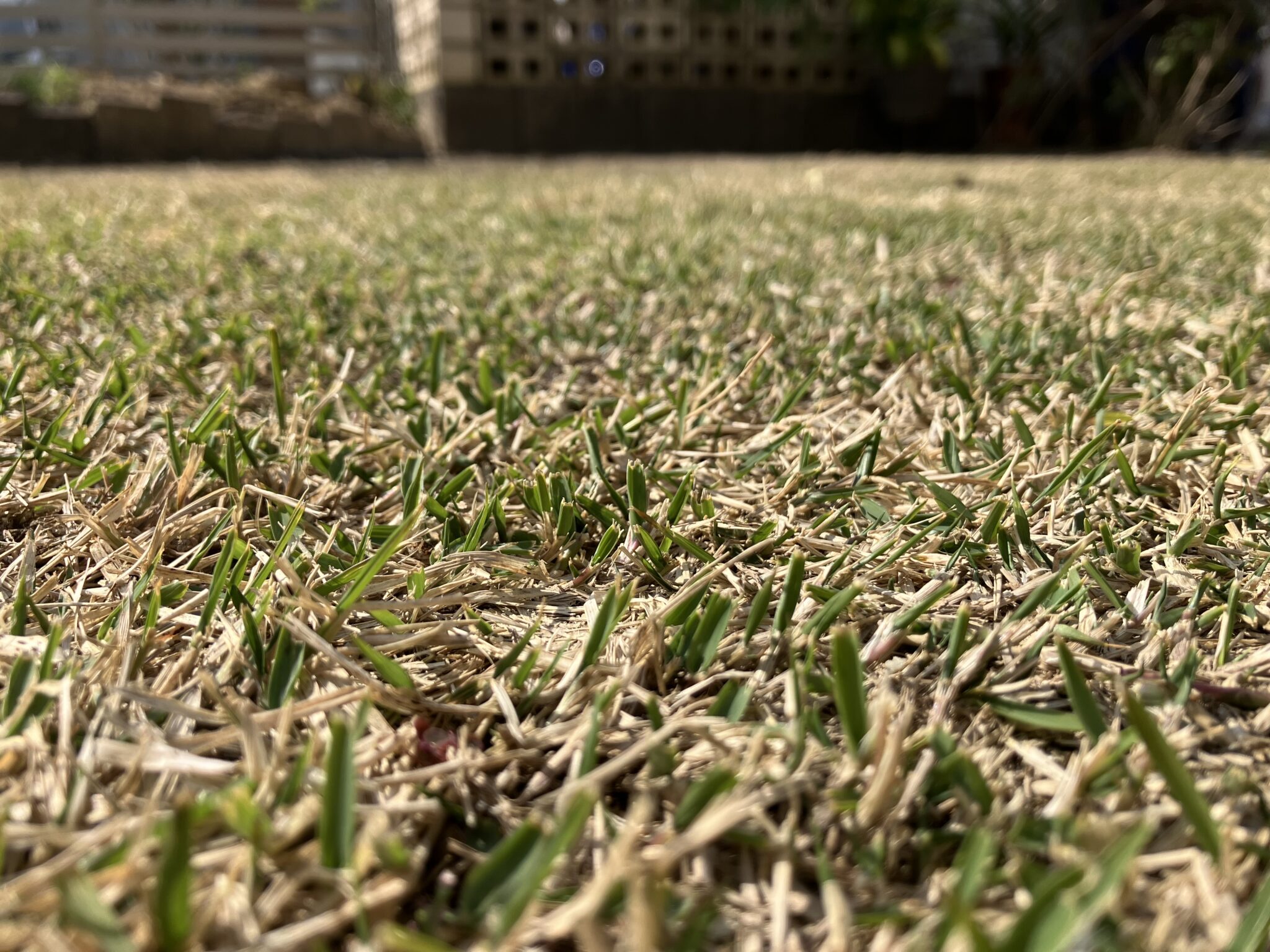 ノシバの萌芽の様子（2026年3月）新芽が出始めた芝生の拡大画像