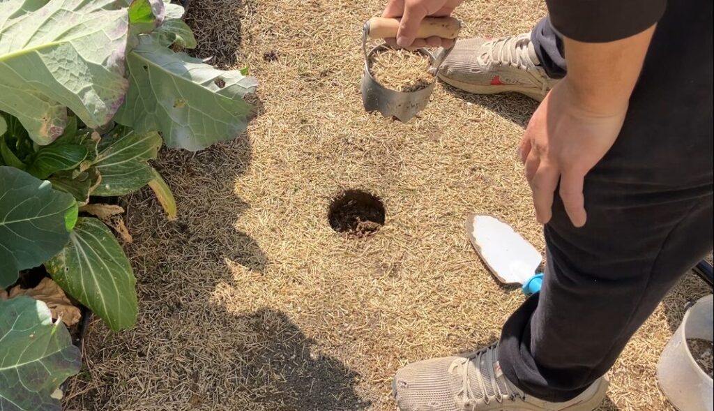 固い土の部分を芝生ごと円形にくり抜いた状態（HIROCHAN庭）