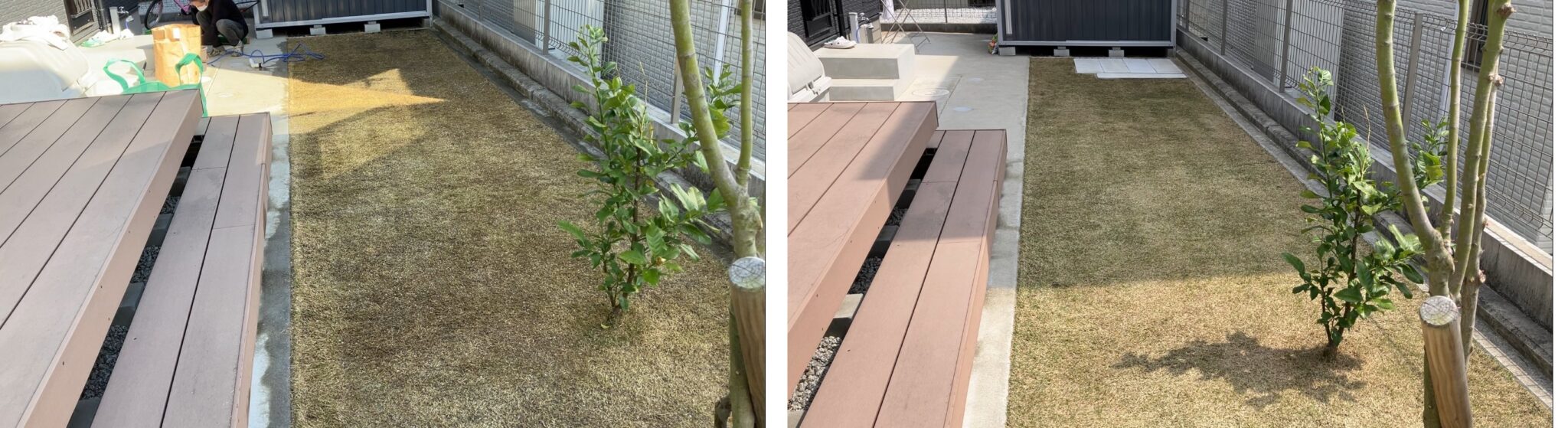 芝生 低刈り後と4週間後の比較 萌芽の変化と生育ムラ（3月1日と3月29日）