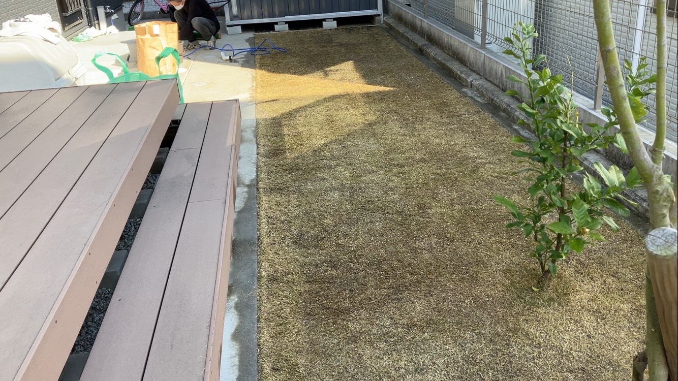 低刈りとブレンドカルス散布作業後の芝生全体（YUKI庭）