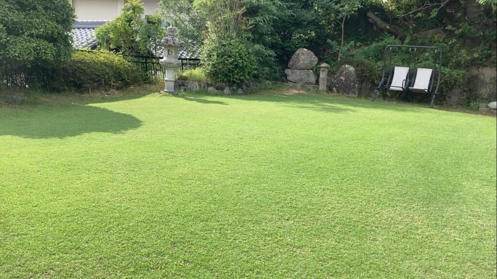 芝刈りで20mmに管理した高麗芝の芝生(YASUYO庭の夏の状態)