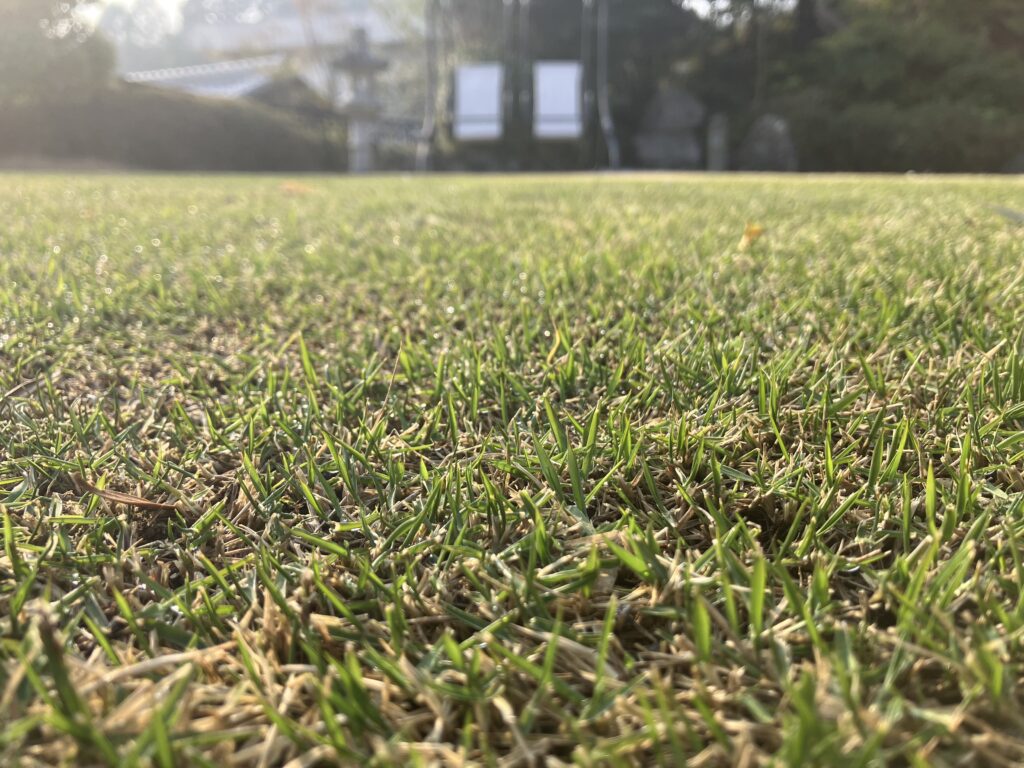 3月29日 芝生の接写 萌芽した新芽が確認できる様子