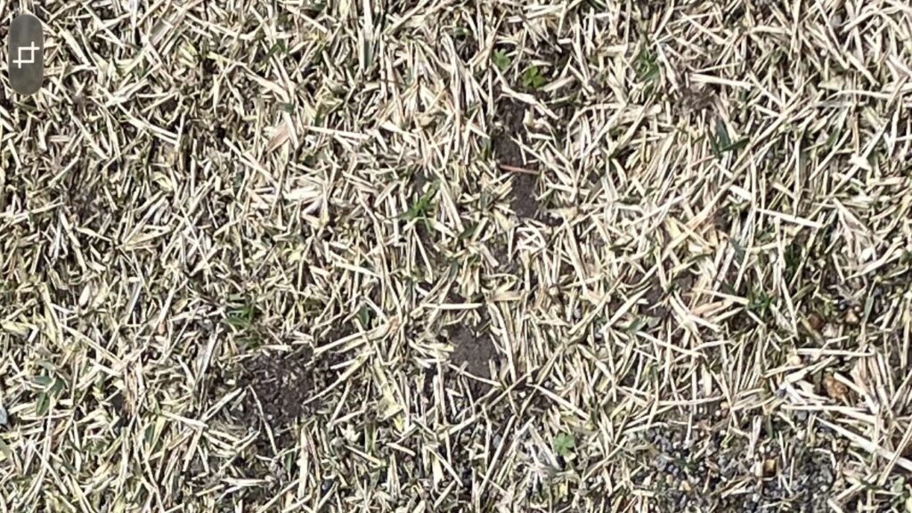 HIROCHAN庭の芝生の中に生えた雑草