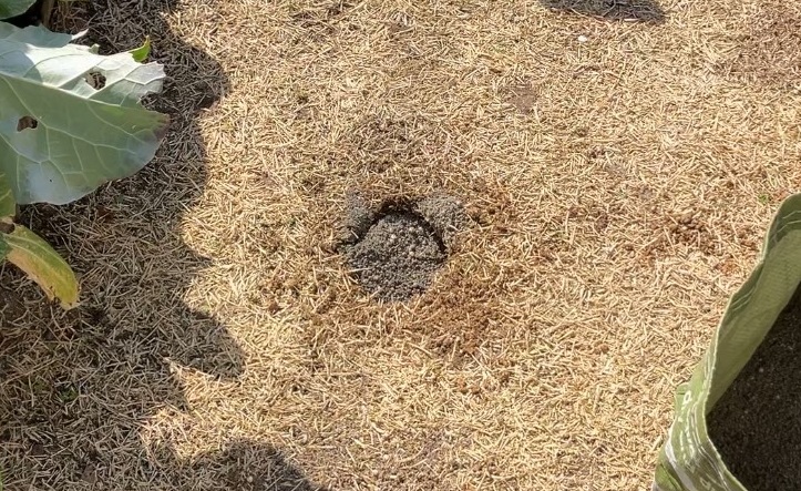 芝生をくり抜いて掘った穴にブレンドカルスを入れて土壌改良している様子（HIROCHAN庭）