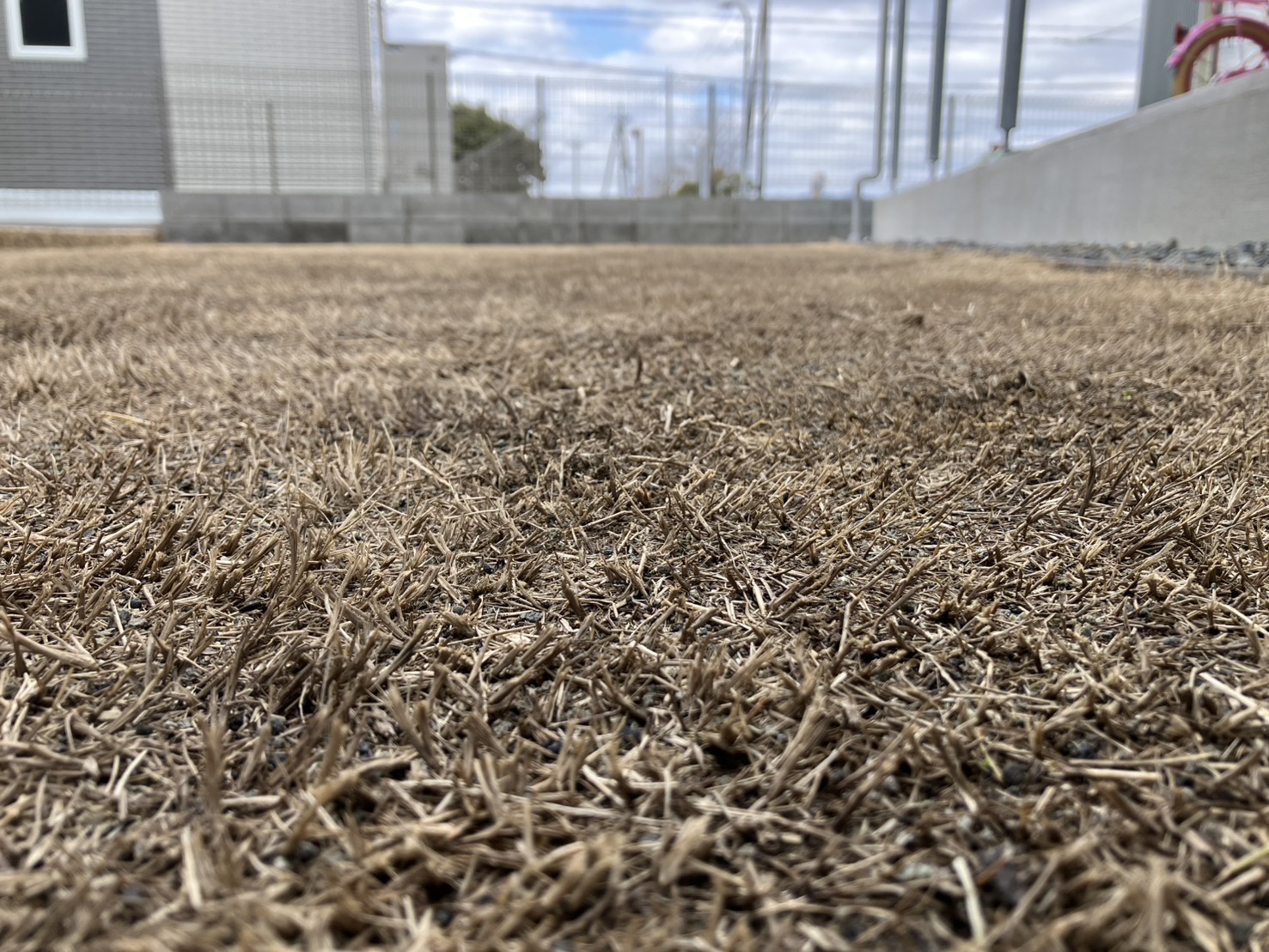 HASHIRI庭の芝生 雑草がほとんどない状態