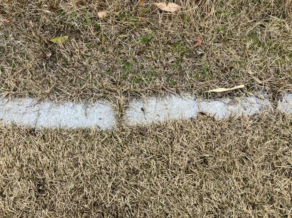 YASUYO庭の芝生と植栽の境界部分の雑草