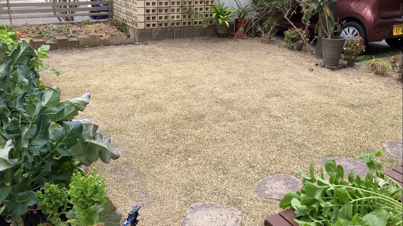 作業前のHIROCHAN庭の芝生（ノシバ「ひめの」、2026年3月15日）