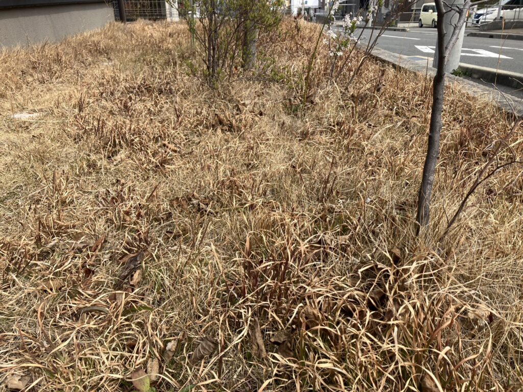 雑草が生い茂り芝よりも目立っている状態の芝生（管理前・MIWAKO庭）