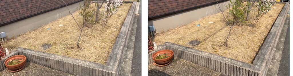 MIWAKO庭の芝生比較(3月22日と3月29日)、ほとんど変化なし