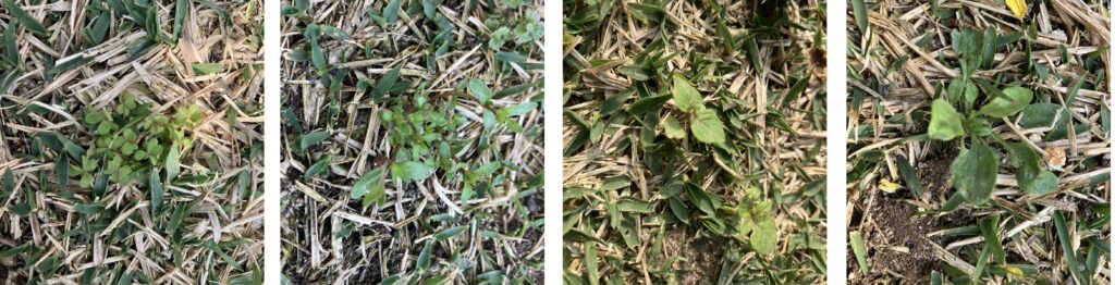 HIROCHAN庭 春の施肥作業と雑草除去