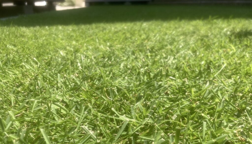 夏に密度が高くなった芝生の様子 高麗芝の芝生アップ