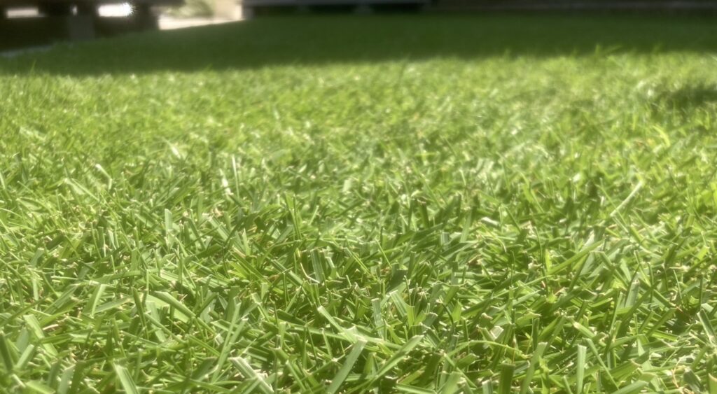 夏にきれいに管理された芝生のアップ(芝刈り20mmの状態)
