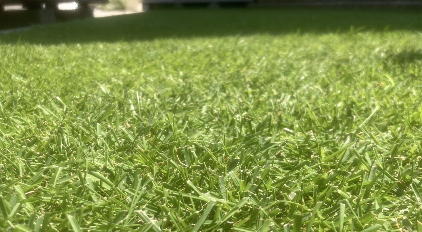 夏にきれいに管理された芝生のアップ（芝刈り20mmの状態）