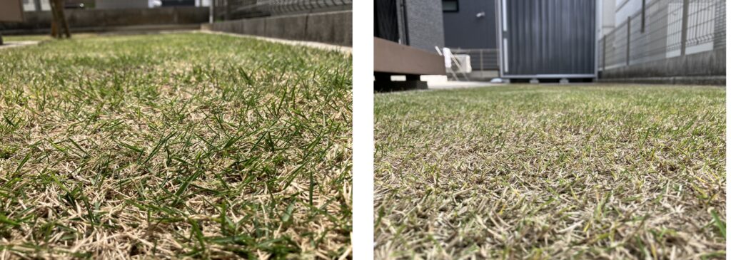 芝生 接写 日当たりの違いによる生育差（左：日当たり良好／右：日陰）