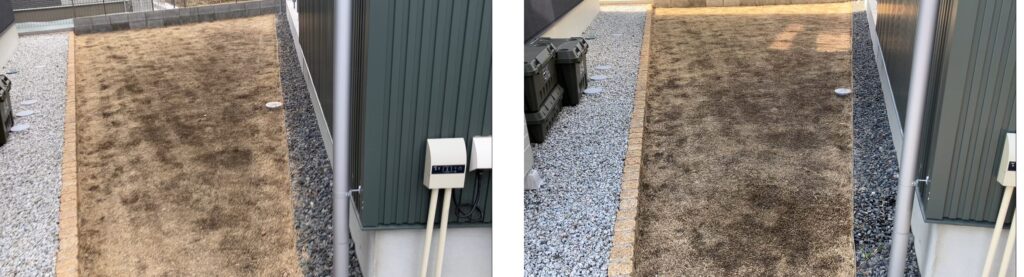 HASHIRI庭の芝生比較写真。前回作業後(2/22)と今回作業前(3/1)の状態を並べた画像。