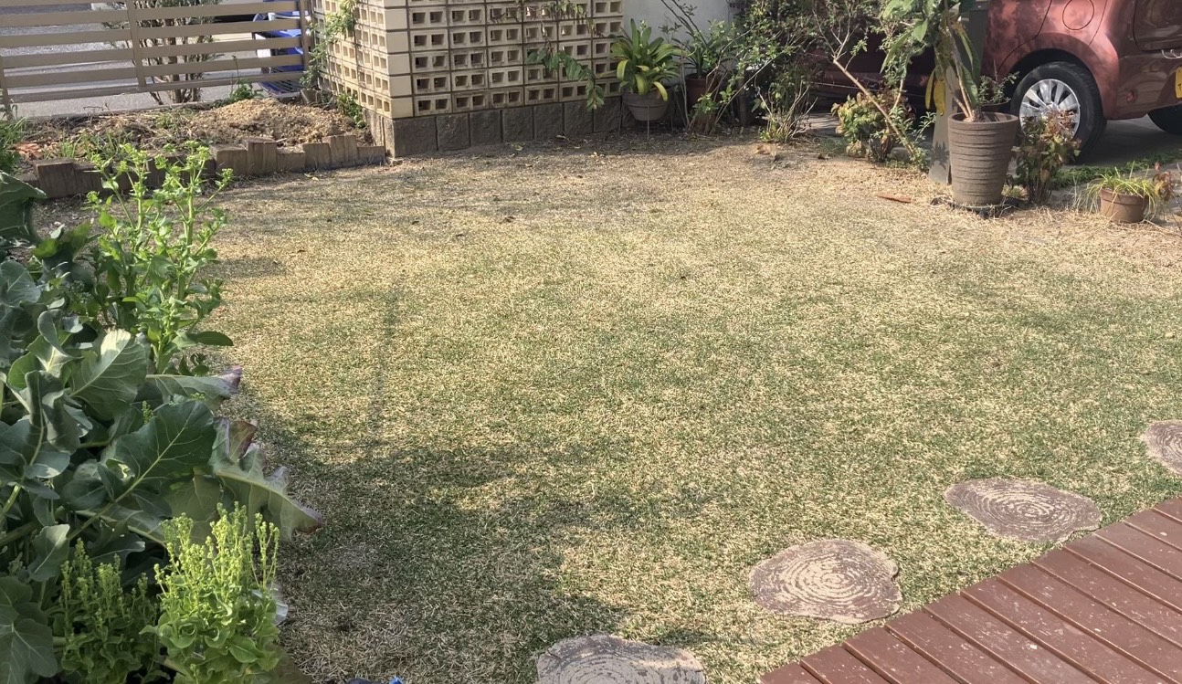 HIROCHAN庭 作業前の芝生の状態（2026年3月）｜春の萌芽が進み始めた芝生全体