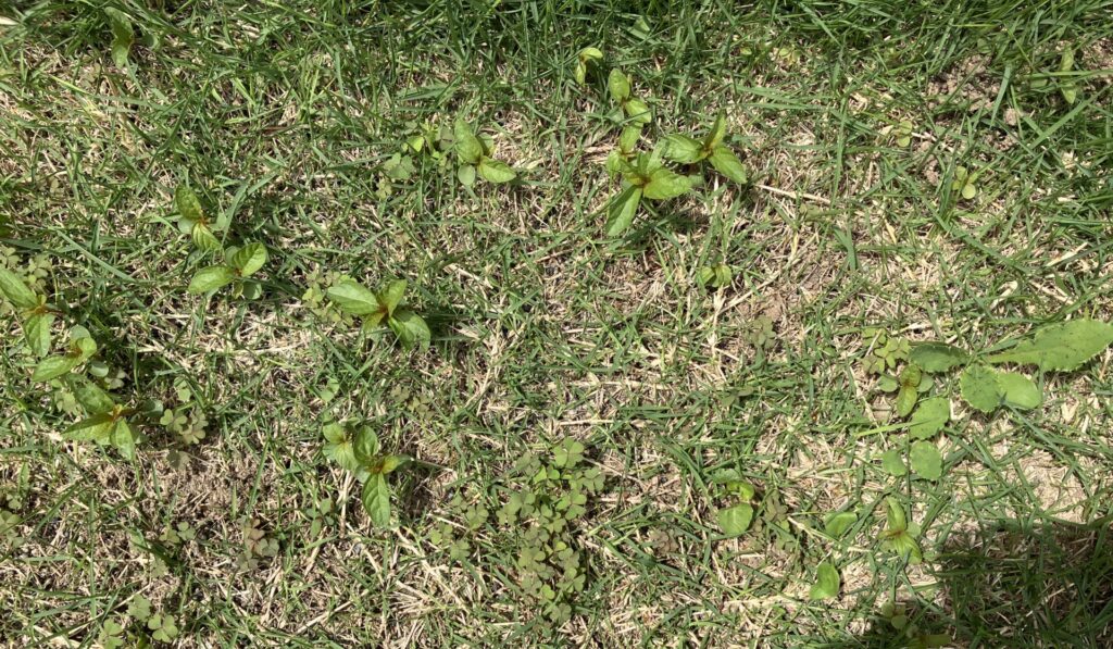 HASHIRI庭の雑草発生状況｜カタバミやオオバコなどが一気に増加した芝生（2026年4月）