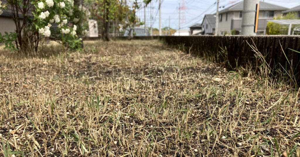 作業後の芝生の様子（2026年4月19日）雑草除去と目土・施肥後の状態