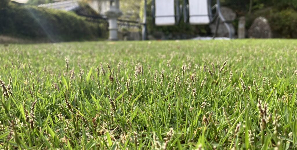 芝生の接写｜密度が高まり穂が出ている様子
